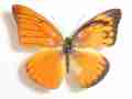 Appias nero figulina (gynandromorph cameron highlands malaysia) (Internet Image property of respective owner, non-commercial use only)